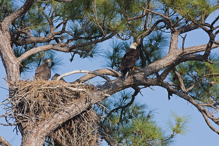 Weikopf-Seeadler Haliaeetus leucocephalus Bald Eagle